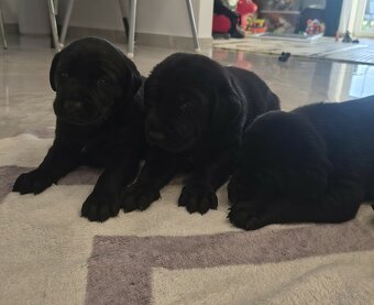 Oddam Szczeniaki - 5