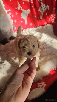 Pudel Toy sunia badania genetyczne - 5