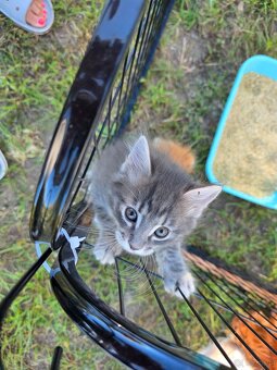 Kocięta bez ogonów Kurylski Bobtail - 5