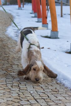 Grand basset griffon vendeen - 5