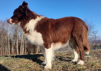 Rasowy Pies Border Collie - TEXAS z pełną dok. z hodowli do - 5