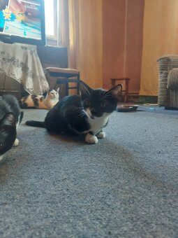 Trzy małe kotki szukają domu. - 5