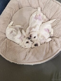 Maltańczyki szczeniaku - 5