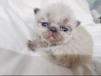 Kocięta długowłose – w typie Perski - 5