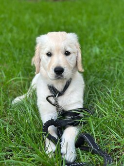 GOLDEN RETRIEVER szczeniak, bogata wyprawka - 5