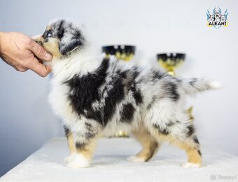 Miniaturowy owczarek amerykański - Aleant MAS (Instagram) - 5