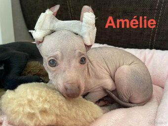 Peruwiański Pies bezwłosy - 5