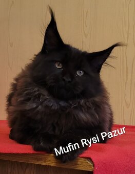 Śliczny kocurek maine coon - 5