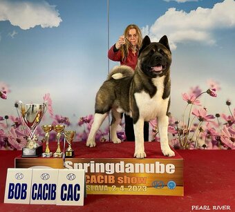 Szczenię rasy akita amerykańska z rodowodem - 5