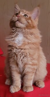 Mruczącą koteczka maine coon - 5