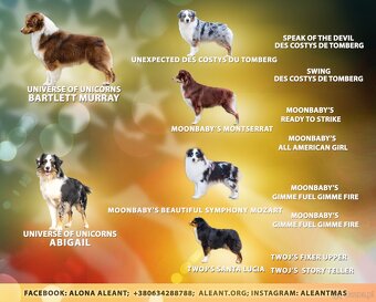 Miniaturowy Owczarek Amerykański trójkolorowy piesek (n/b) - 5