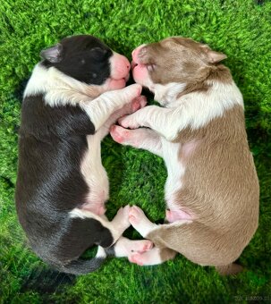 Border Collie z PP /FCI/ szczenięta - 5