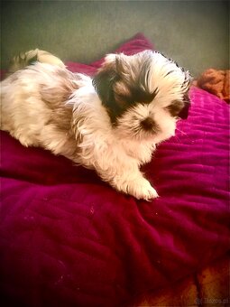 Szczeniaczki shih tzu trikolor - 5