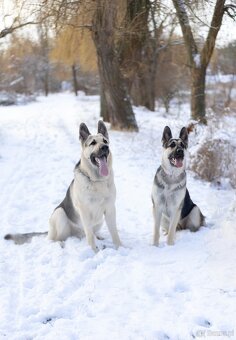 Owczarek Wschodnioeuropejski - 5