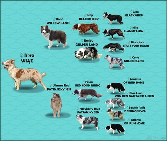 Wspaniała suczka blue-merle BORDER COLLIE - przebadani rodz, - 5