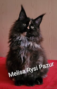 Rozkoszna szylkretka maine coon - 5