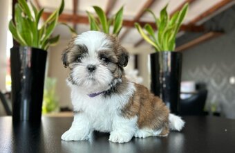 Szczeniaczki Shih Tzu z rodowodem - 5