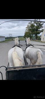 Kladruby Biały - 5