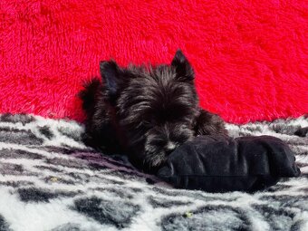 York czarny Zyzio Black Yorkshire Terrier. - 5