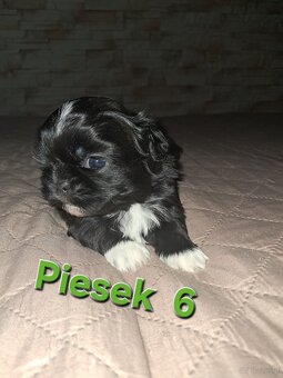 Sprzedam  shih-tzu - 5