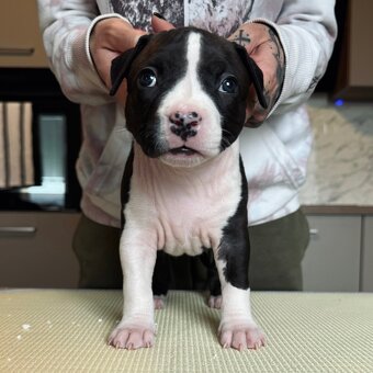 Ekskluzywne szczenięta Ruffian Amstaff - 5