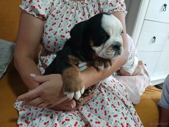 Buldog Angielski - 5