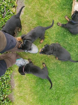 Szczenię, szczenięta rasy Beauceron (Berger de Beauce) - 5