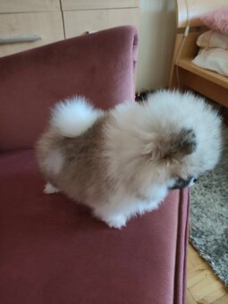 Szpic miniaturowy - pomeranian suczka mini - 5