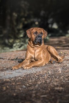 Tosa - stud dog - 5