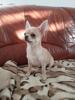 Chihuahua  ZKWP / FCI - 5