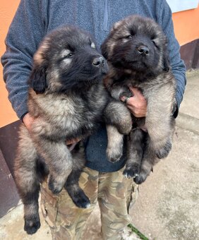 Szczenięta Owczarka Kaukaskiego - 5