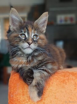 Maine Coon kotka rodowód fpl - 5