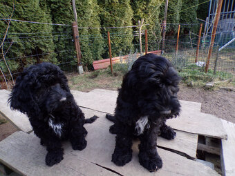 Cockapoo F1, ostatni piesek, czarny - 5