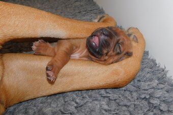 Rhodesian ridgeback- fenka s PP - 5