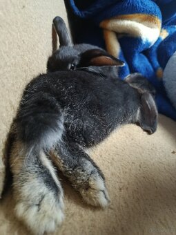 Króliczki mini lop miniaturka baranek - 5