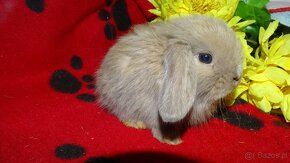 Beżowe króliki mini lop - 5