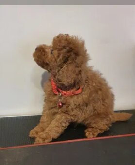 Pudel ,Pudelek Toy piesek red - 5