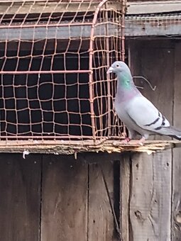 Golebie pocztowe - 5