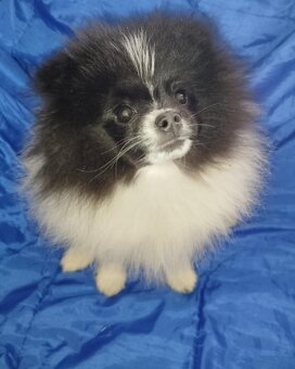 Szpic miniaturowy pomeranian - 5