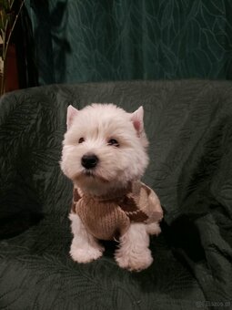 Wzorcowe Westy mega gesty włos white terrier ojciec FCI - 5