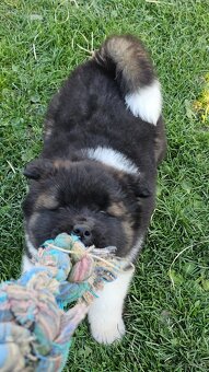 Amerykańska akita z PP - 5