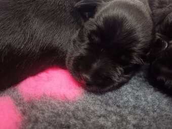 Sznaucer miniaturowy - 5