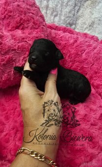 Pudel Miniaturowy sunia i piesek czarny adania genetyczne - 5