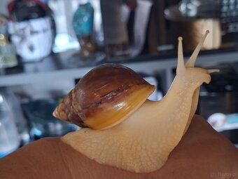 Sprzedam Ślimaki afrykańskie Lissachatina+terrarium - 5