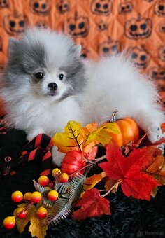 Szpic Miniaturowy/Pomeranian dla Konsenera Blue&white - 5