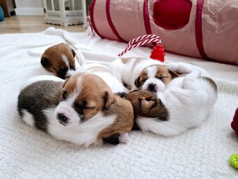 Ceylon Jack Russell Terrier FCI - 5