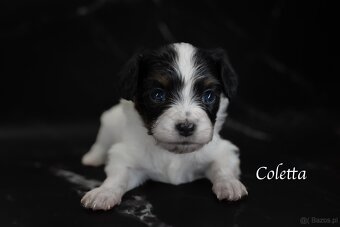 Spaniel kontynentalny miniaturowy – odmiana Phalène z rodowo - 5