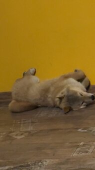 Piesek Shiba Inu - 5