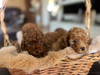 Toy Pudel – piękne szczenięta - 5