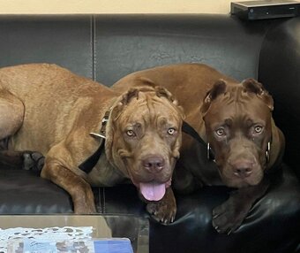 Szczeniaki Bandogi s rodokmenom VIP BANDOG KENNELS - 5